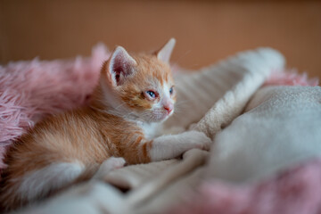 a baby brown cat with eye infection lying in a cat bed. close up