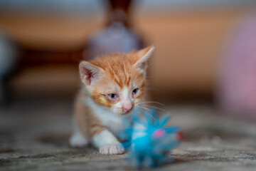 a baby brown cat with eye infection plays with a   toy. close up