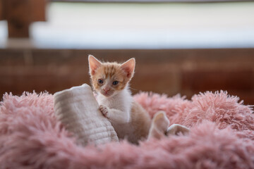 a baby brown cat with eye infection lying in a pink cat bed. close up