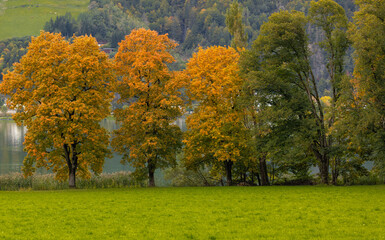 Fototapeta premium Herbstliche Laubbäume.