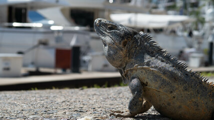 close up de cara de iguana sobre piso y yates al fondo en marina de puerto vallarta mexico 