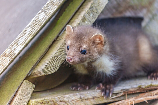 Head of cute young marten posing closeup. Horizontally. 