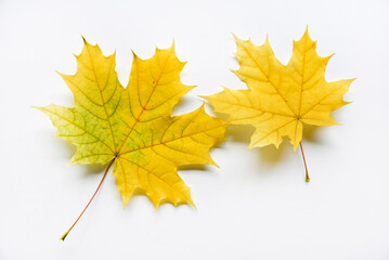 Yellow and green maple leaves on a white background close-up. Herbarium leaves. Beautiful maple leaves in autumn.