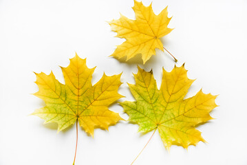 Yellow and green maple leaves on a white background close-up. Herbarium leaves. Beautiful maple leaves in autumn.