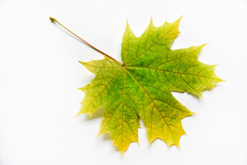 Yellow and green maple leaves on a white background close-up. Herbarium leaves. Beautiful maple leaves in autumn.