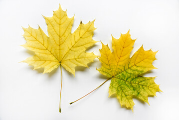 Yellow and green maple leaves on a white background close-up. Herbarium leaves. Beautiful maple leaves in autumn.