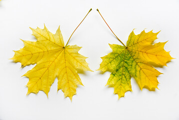 Yellow and green maple leaves on a white background close-up. Herbarium leaves. Beautiful maple leaves in autumn.