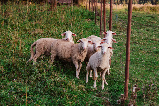 Cute young sheep, lambs in the nature at Slovakia. Farm with sheeps, with beautiful wool, cute animals