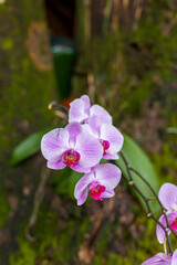 Orchid flower in a pot stands on the trunk of a tree