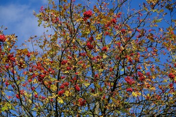 Tree with red fruits of sorbus (whitebeam, rowan, mountain-ash, service tree) on blue sky background