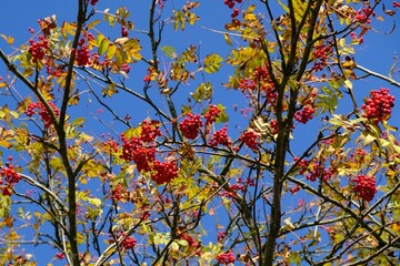 Tree with red fruits of sorbus (whitebeam, rowan, mountain-ash, service tree) on blue sky background