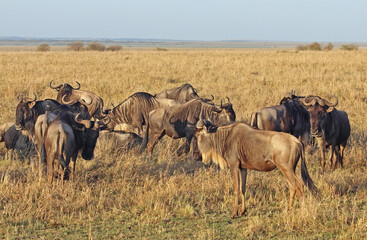 Naklejka na ściany i meble African wildebeest (Connochaetes) in the savanna