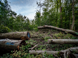 Frisch gef&auml;llte B&auml;ume im Mischwald