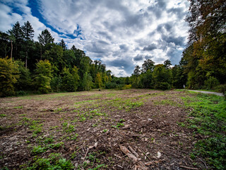 Obraz premium Rodungsfläche im Mischwald