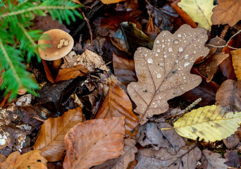mushrooms in autumn forest
