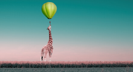 giraffe under a hot air balloon © danimages