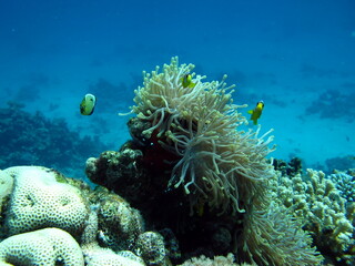Naklejka na ściany i meble Clown fish amphiprion (Amphiprioninae). Red sea clown fish. Nemo .