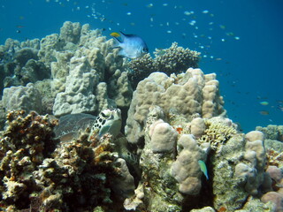 Fototapeta na wymiar Big Green turtle on the reefs of the Red Sea. Green turtles are the largest of all sea turtles. A typical adult is 3 to 4 feet long and weighs between 300 and 350 pounds. 
