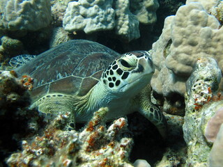 Big Green turtle on the reefs of the Red Sea.