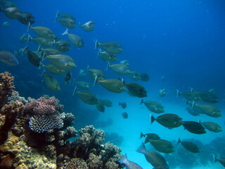 Beautiful fish on the reefs of the Red Sea.