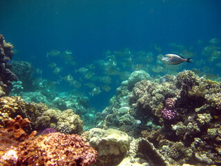 Colorful tropical fish on a coral reef, amazingly beautiful fairy world. In the coral gardens of the Red Sea.