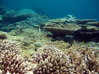 Colorful tropical fish on a coral reef, amazingly beautiful fairy world. In the coral gardens of the Red Sea.