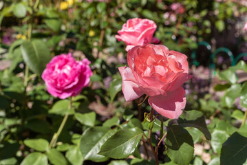 Beautiful pink rose in the summer garden.