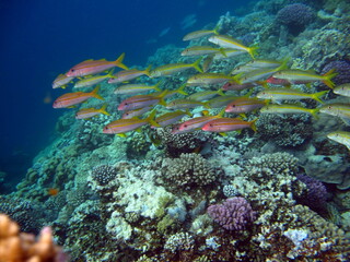 Fototapeta na wymiar Colorful tropical fish on a coral reef, amazingly beautiful fairy world. In the coral gardens of the Red Sea.