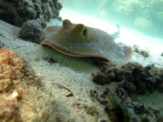 Taeniura lymma, Stingrays - Batoidea Stingray Family, Spotted Stingrays.
Stingrays - Batoidea. Stingray family. Spotted blue stingray.

