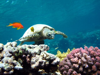 Obraz premium Hawksbill sea turtle (CR species) Hawksbill Turtle - Eretmochelys imbricata.