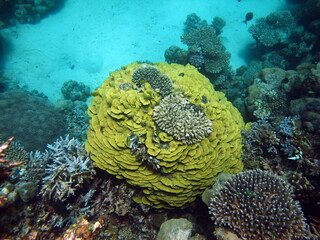 Colorful tropical fish on a coral reef, amazingly beautiful fairy world. In the coral gardens of the Red Sea.