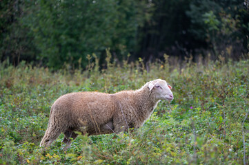 Cute young sheep, lambs in the nature at Slovakia. Farm with sheeps, with beautiful wool, cute animals