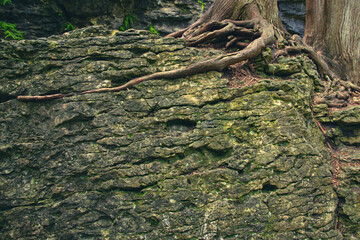 Tree root penetrating rock formation