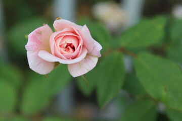 Detail of a cute pink red flower rose