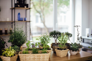 Fototapeta na wymiar Potted plants on the shelves of a flower shop.