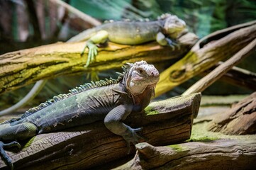 A reptile or iguana sits on a branch in anticipation. Rough multi-colored or colorful skin. Zoo located in Prague, Czech Republic. One of the best on the planet, entering the first world 10