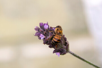 Small bee pollinating Lavender flower in sunlit garden in organic space in central america.