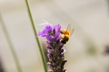 Small bee pollinating Lavender flower in sunlit garden in organic space in central america.