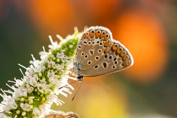 Common Blue (Polyommatus icarus) butterfly feeding on a mint flower, sunset light in autumn, close up, macro