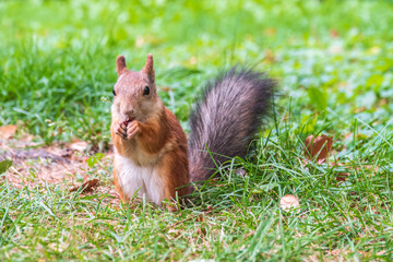 Autumn squirrel with nut sits on green grass with fallen yellow leaves