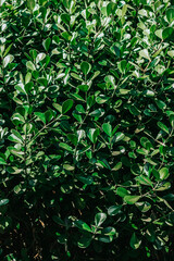 green leaves background