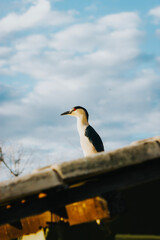 great crested cormorant