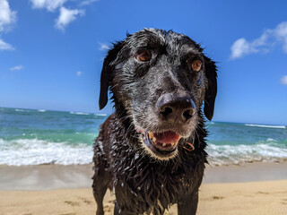 Close-up of Black retriever Dog with mouth open at Beach