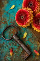Old key and gerbera flowers, top view