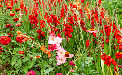 Obraz premium Blooming red and pink gladioli. Field of bright colors