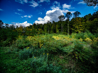 Wiederaufforstung im Mischwald