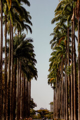 palm trees on the beach