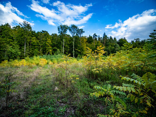 Wiederaufforstung im Mischwald