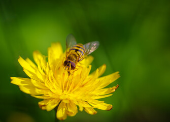 hoverfly on yellow flower