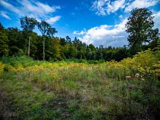 Wiederaufforstung im Mischwald